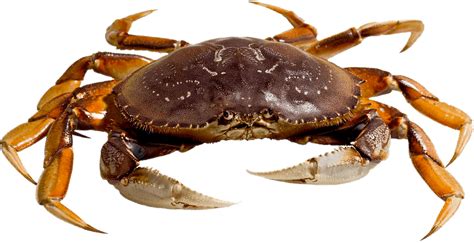 Why does crab change color when cooked?