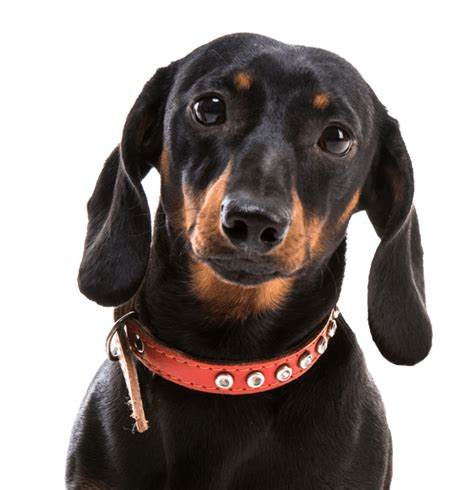 Why do Dachshunds stare at you?