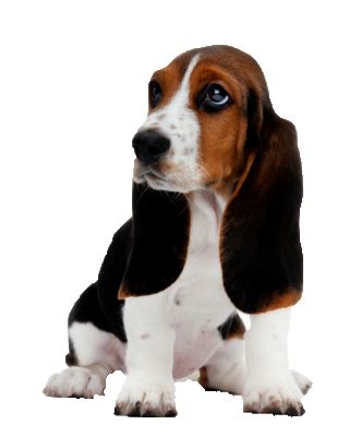 Why does my hound dog stink so bad?