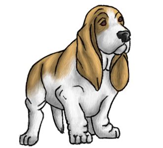 What 2 dogs make a Basset Hound?