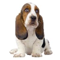 How do you discipline a Basset Hound?