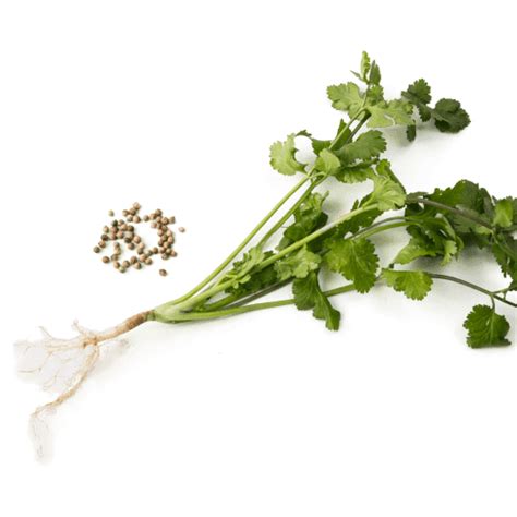 Can you stop cilantro from bolting?