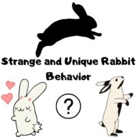 What does it mean when a bunny scratches the ground?
