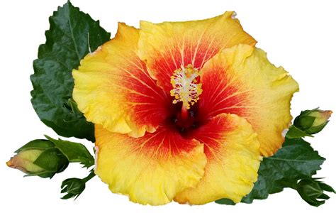 What do coffee grounds do for hibiscus?