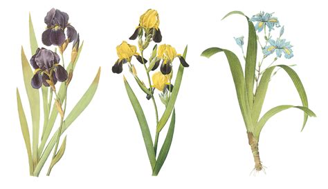 What month do irises start blooming?