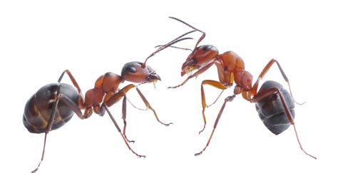 Will ants eat cinnamon?