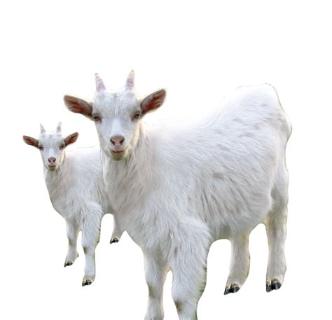 What is the main difference between Sheep and Goats?