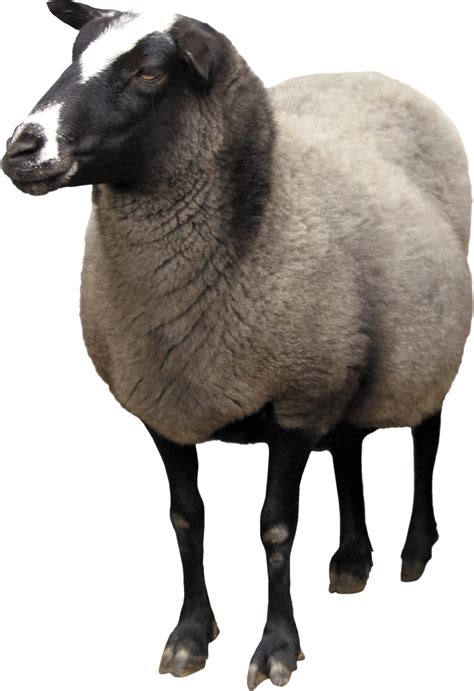 Why did God choose sheep?