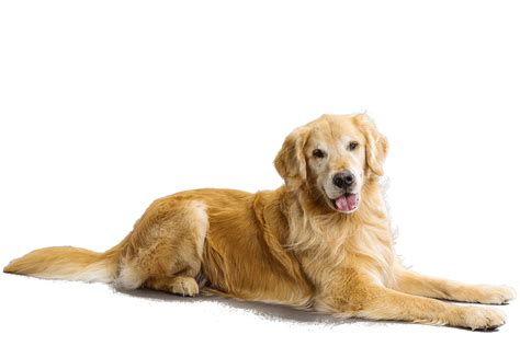 At what age do Golden Retrievers calm down?