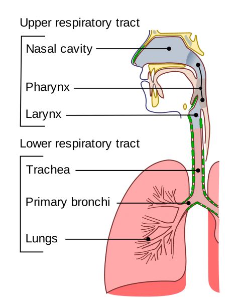 What are the benefits of respiratory?