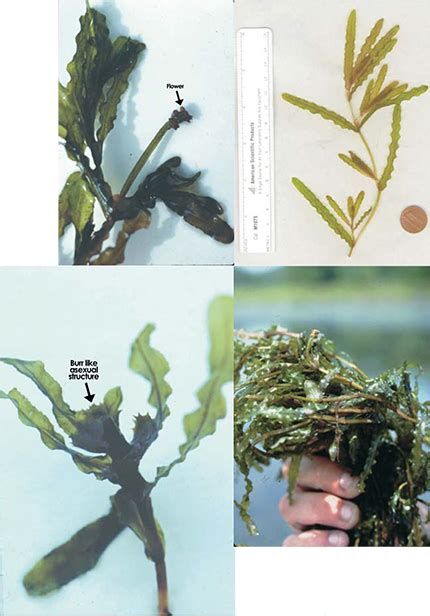 How do you get rid of curly pondweed?