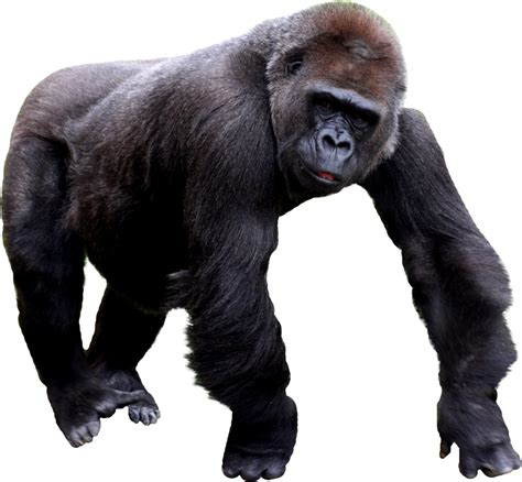 How can we prevent gorilla extinction?