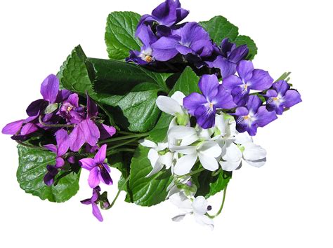 Do African violets like to be misted?