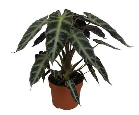 Do Alocasia like to dry out between waterings?