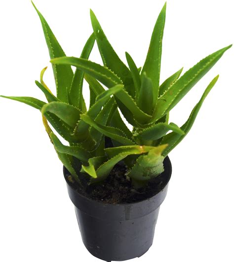 What does an overwatered aloe plant look like?