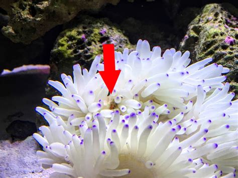 How long do anemone plants last?
