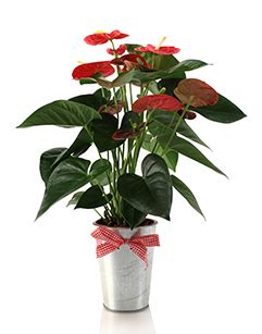 How long do potted anthuriums last?