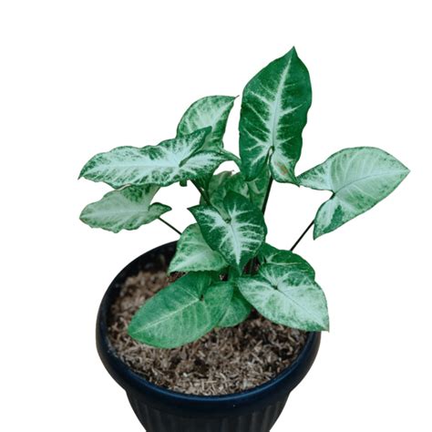 What are common problems with arrowhead plant?