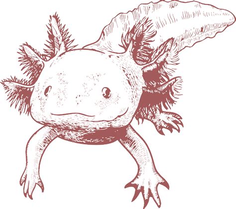 What does an unhappy axolotl look like?