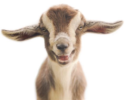 What are the signs of parasites in goats?
