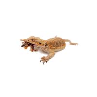 Do bearded dragons recognize their owners?