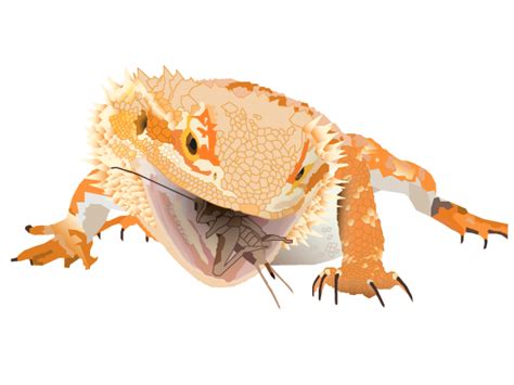 How do I know if my bearded dragon is not getting enough calcium?