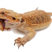 Do I bathe my bearded dragon in warm or cold water?