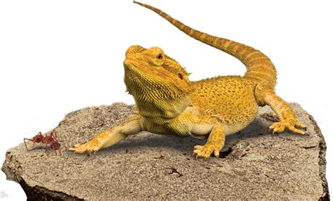 How do you fix calcium deficiency in bearded dragons?