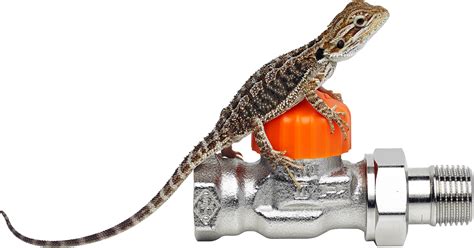 Can bearded dragons get tics?