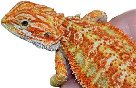 What are signs of an unhealthy bearded dragon?