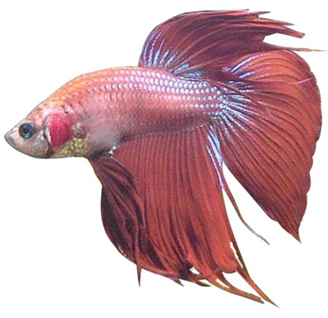 What do unhealthy betta fins look like?