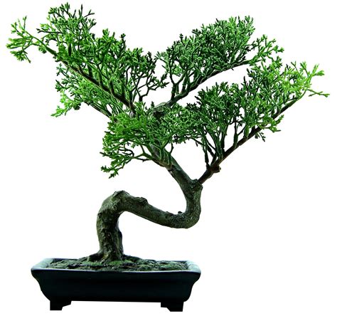 How often should a bonsai tree be watered?