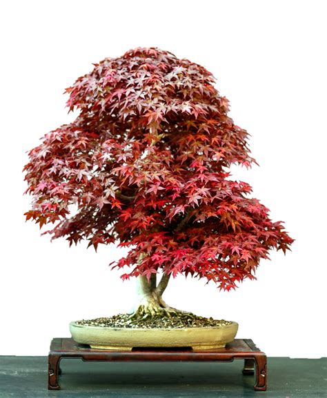 Do juniper bonsai need full sun?