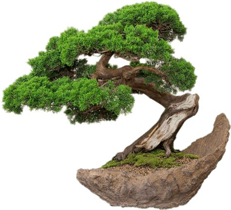 Should you spray water on bonsai trees?