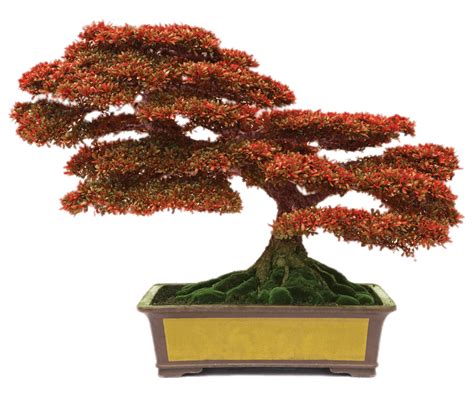 What does an overwatered bonsai tree look like?