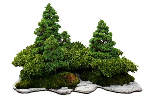 Should you water bonsai every day?