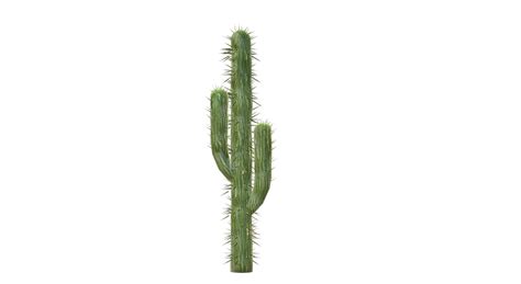 Should I prop up my cactus?