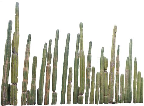 How do you know when to repot a cactus?