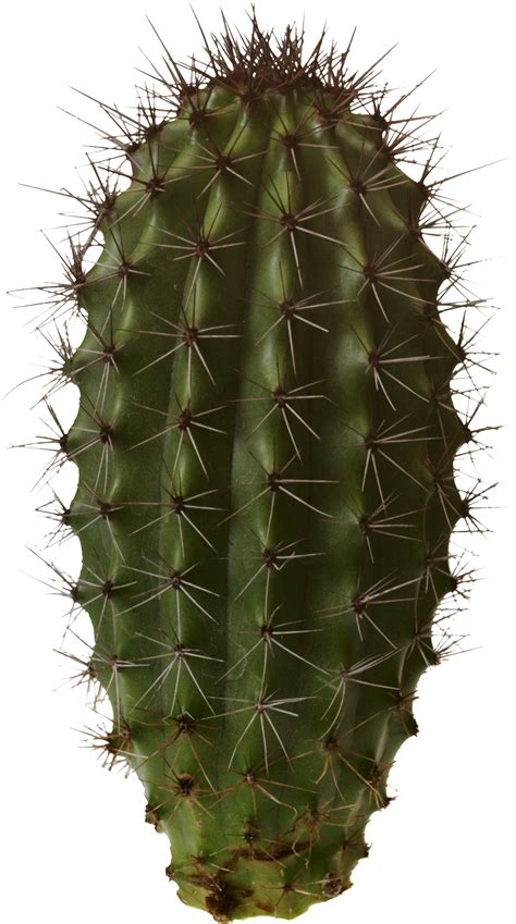 How do you tell if a cactus is dehydrated?