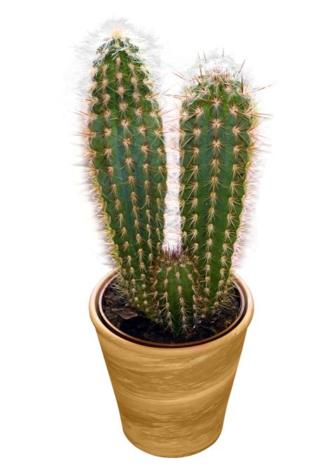 How often should you water a cactus indoors?