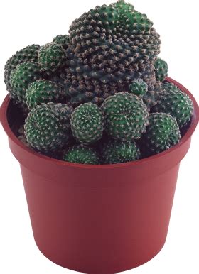 How do you save a discolored cactus?