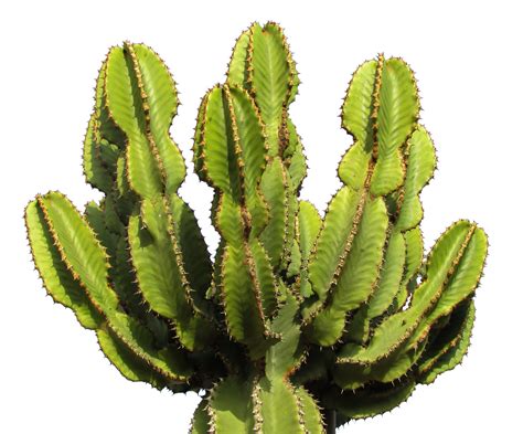What does a sick cactus look like?