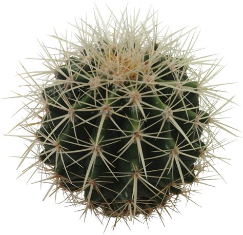 How often should cacti be watered?
