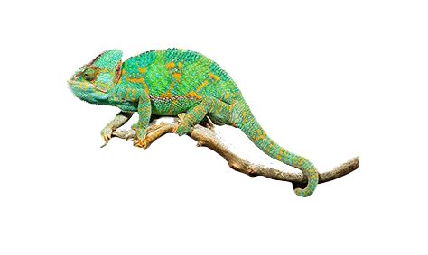 What does an unhealthy chameleon look like?