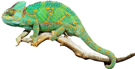 How do I know if my chameleon is cold?