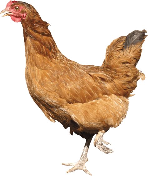 Why is my chicken unsteady on her feet?