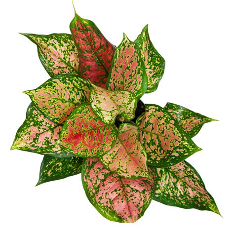 Why is my Aglaonema suddenly drooping?