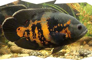Why do African cichlids lose their color?