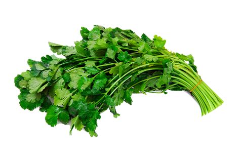 What is the trick to growing cilantro?