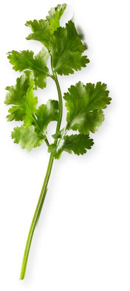 Will cilantro regrow after cutting?